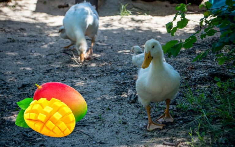 Can Ducks Eat Mango? (Good Idea or Not)