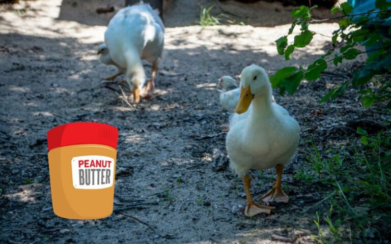 Can Ducks Eat Peanut Butter? (Good or Not)