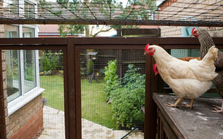 Does a Chicken Run Need a Roof? (My Experience)