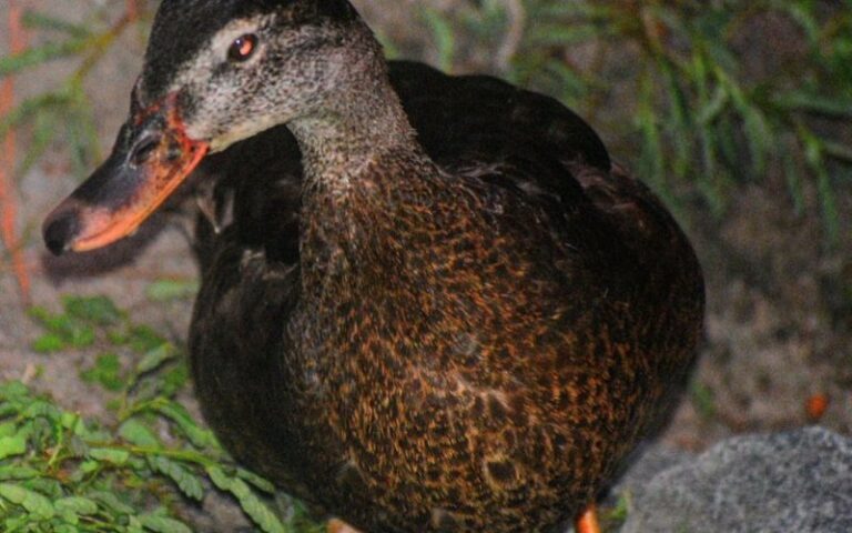 Why Do Ducks Quack at Night (+ What You Can Do)