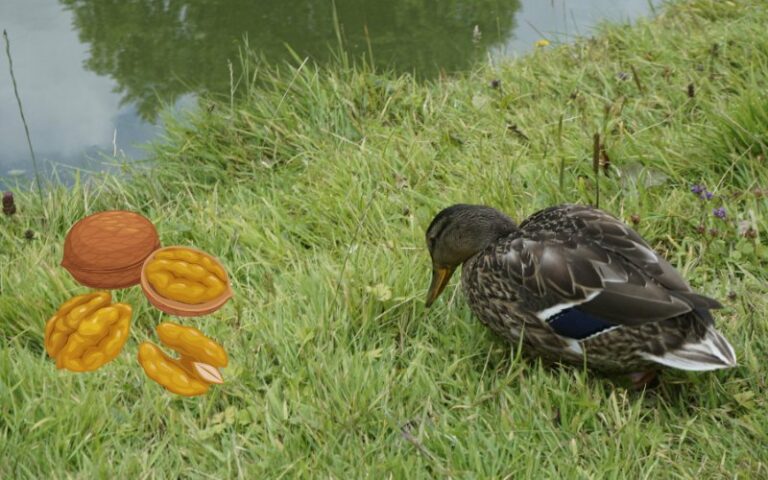 Can Ducks Eat Walnuts? (+ Should They)