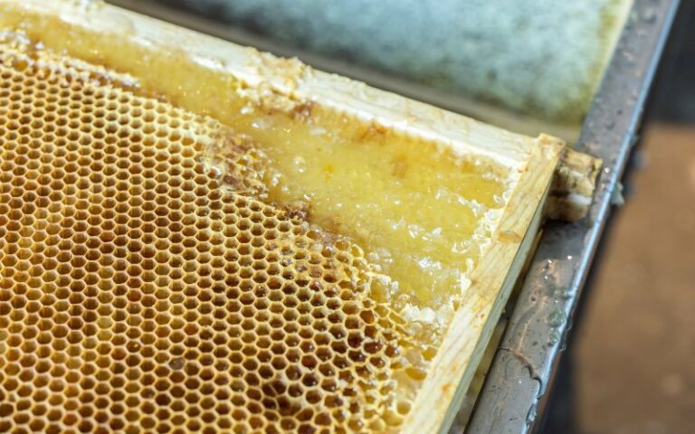 How to Separate Honey From Wax Cappings (7 Easy Steps)