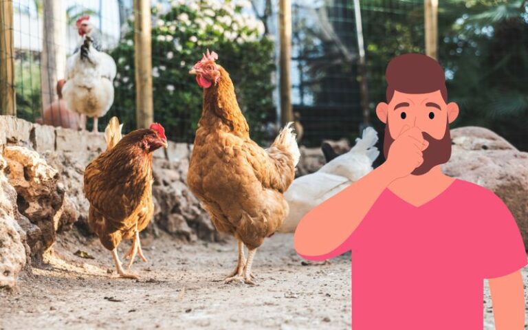 Why Do My Chickens Smell Bad? (+ What to Do)