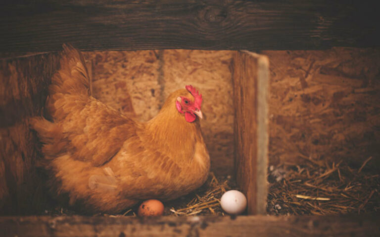 How to Stop Chickens from Eating Eggs (6 Tactics to Try)